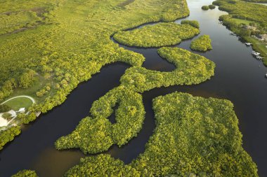 Everglades 'in su koyları arasındaki yeşil bitki örtüsüyle kaplı bataklığını görebiliyoruz. Florida 'daki birçok tropikal türün doğal yaşam alanı..