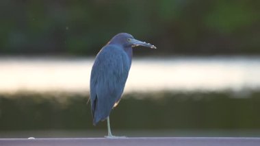 Küçük mavi balıkçıl kuşu Florida 'da göl suyunun yanında tünemiş..