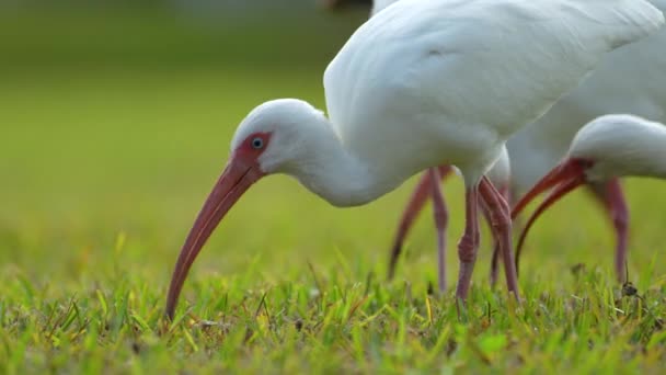 夏に町の公園で草の上を散歩したり フィードバックしたりすることで知られる白いイビス野鳥 — ストック動画