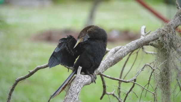 Gros Oiseau Anhinga Reposant Sur Une Branche Arbre Dans Les — Video