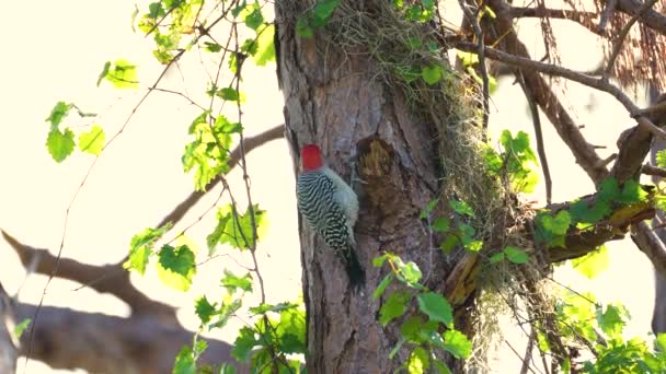 Czerwono Brzuchaty Dzięcioł Ptak Szuka Pożywienia Gałęzi Drzewa Letnim Lesie — Wideo stockowe