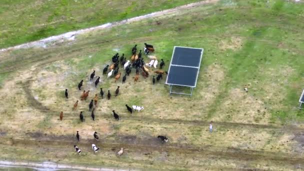 Vue Aérienne Des Cow Men Qui Occupent Bétail Dans Parc — Video