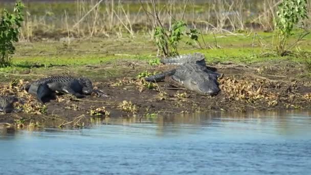 Amerikanska Alligatorer Njuter Värmen Från Solen Stranden Sjön Florida — Stockvideo
