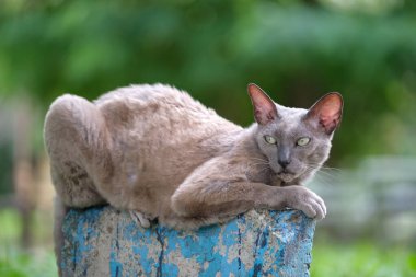 Büyük gri kızgın Sfenks yazın açık havada dinlenen başıboş bir kedi doğuruyor..