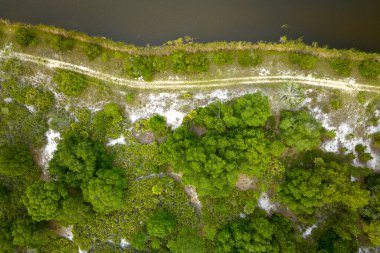 Yazın yeşil ağaçlı koyu yemyeşil tropikal ormanlık. Yukarıdan aşağıya düz görünüm.