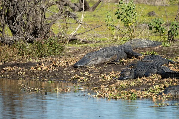 Американские Аллигаторы Наслаждаются Жарой Солнца Берегу Озера Флориде — стоковое фото