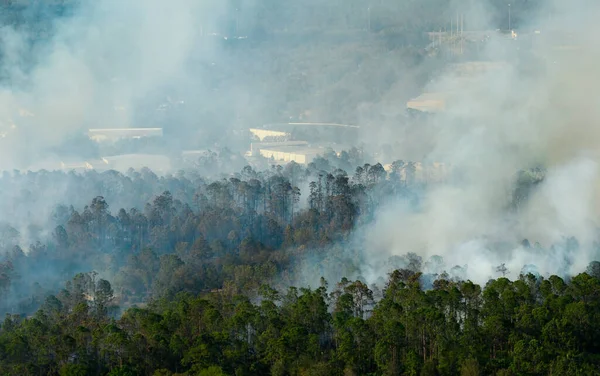 stock image Dangerous wildfire burning severely in Florida jungle woods. Hot flames in dense forest. Toxic smoke polluting atmosphere.