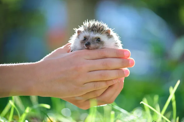 stock image Human hands holding little african hedgehog pet outdoors on summer day. Keeping domestic animals and caring for pets concept.