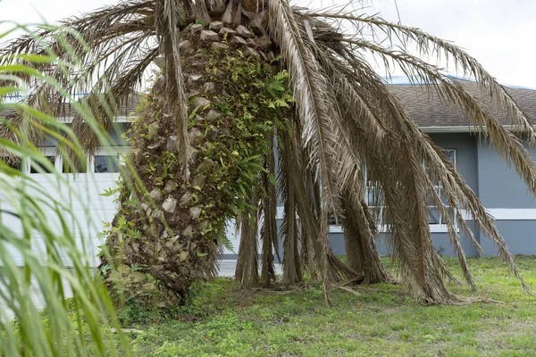 Dead Palm Tree Dry Branches Florida Home Backyard Tree Removal — Stock Photo, Image