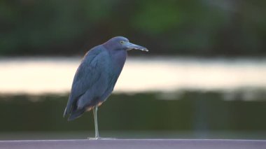 Küçük mavi balıkçıl kuşu Florida 'da göl suyunun yanında tünemiş..