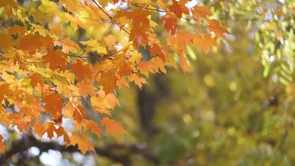 Пишний Ліс Різнокольоровими Навісами Осінньому Лісі Сонячний День Пейзаж Дикої — стокове відео