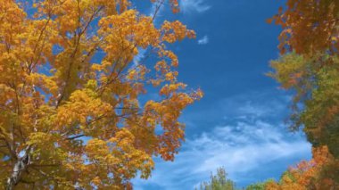 Güneşli bir günde sonbahar ormanlarında renkli gölgelikleri olan yemyeşil bir orman. Sonbahar vahşi doğasının manzarası.