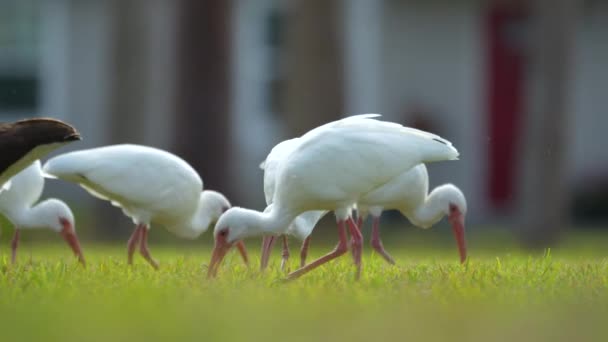 Weiße Ibis Wildvögel Auch Als Silberreiher Oder Reiher Bekannt Wandern — Stockvideo