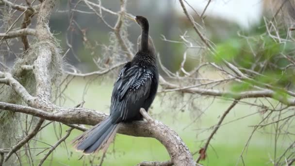 Big Anhinga Bird Resting Tree Branch Florida Wetlands — 图库视频影像