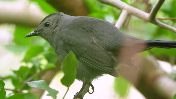 Gray Catbird Bird Perched Tree Branch Summer Florida Shrubs — Αρχείο Βίντεο