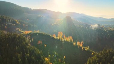 Aerial view of Carpathian mountain hills with small ukrainian village houses at sunset. Brightly illuminated pine woods with scattered local settlement homes at fall season.