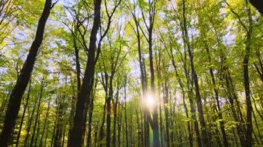Güneş ışığıyla aydınlanan yeşil ormanlar ve sonbahar gündoğumunda yemyeşil ağaçlar. Güneşli bir sabahta harika bir orman. Çevre ve doğa koruma kavramı.