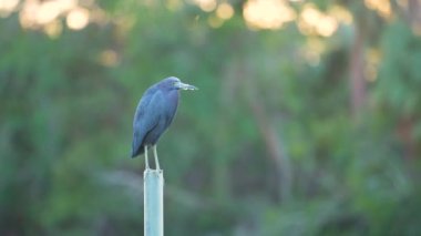 Little blue heron bird perching near lake water in Florida wetland.
