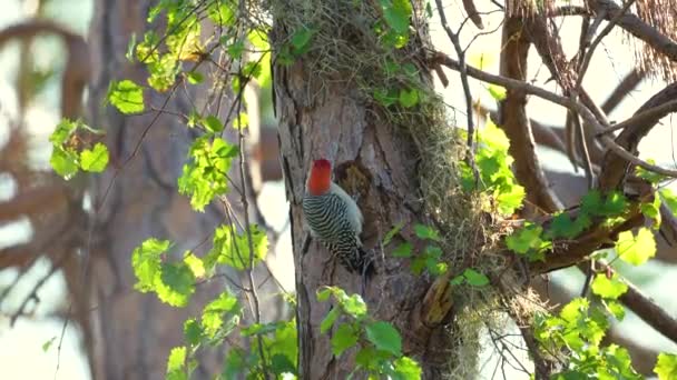 夏のフロリダの森の木の枝で食べ物を探している赤い鳥 — ストック動画