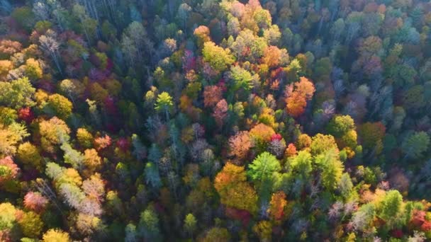 Vista Aérea Floresta Exuberante Com Copas Coloridas Florestas Outono Dia — Vídeo de Stock