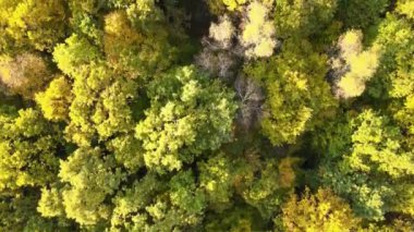 Güneşli bir günde sonbahar ormanlarında renkli tepe örtüleri olan yemyeşil orman manzarası. Sonbahar vahşi doğasının manzarası.