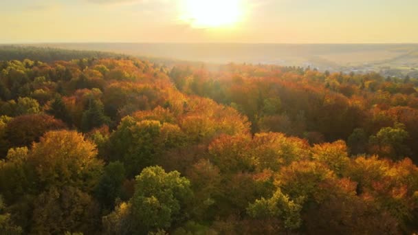 Widok Lotu Ptaka Bujny Las Kolorowymi Baldachimami Jesiennych Lasach Słoneczny — Wideo stockowe