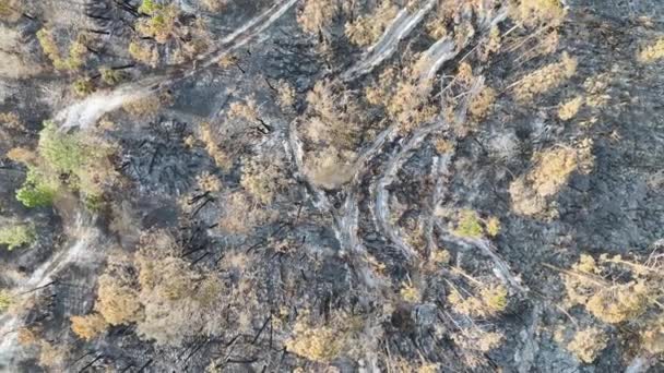 Schwarze Abgestorbene Vegetation Brannte Nieder Nachdem Ein Waldbrand Den Urwald — Stockvideo
