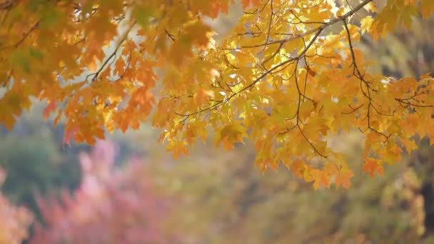 Barevné Lesy Žlutými Oranžovými Baldachýny Podzimním Lese Slunečného Dne Krajina — Stock video