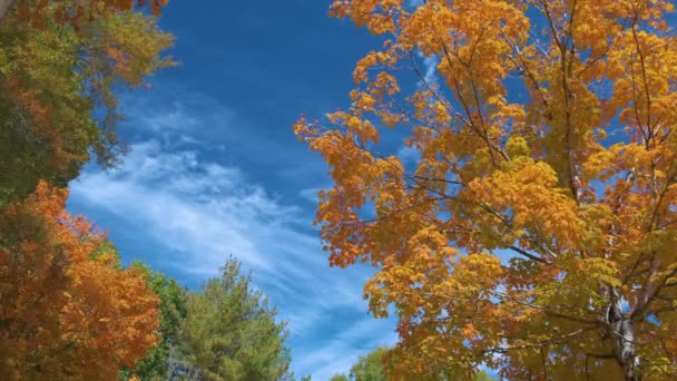 Kleurrijke Bossen Met Gele Oranje Luifels Het Herfstbos Zonnige Dag — Stockvideo