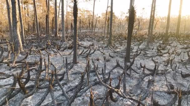 被灰覆盖的荒废的森林地面 野火后被烧焦的枯死的植被 自然灾害概念 — 图库视频影像