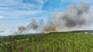 Florida ormanlarında büyük bir orman yangını var. Ormanda sıcak alevler. Kalın duman yükseliyor..