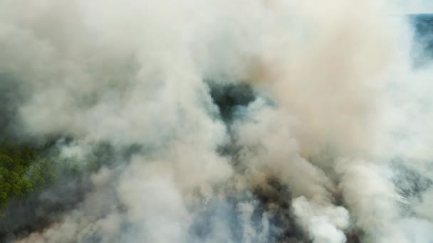 삼림에서 발생하는 연기를 공중에서 대기가 올라가고 자연재해 — 비디오