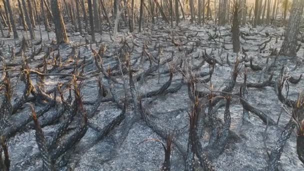 Μαύρη Νεκρή Βλάστηση Κάηκε Όταν Δασική Φωτιά Κατέστρεψε Δάση Ζούγκλας — Αρχείο Βίντεο