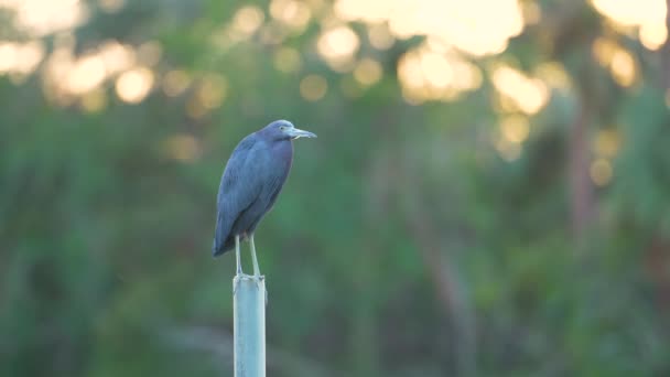 Malý Modrý Volavka Sedící Blízkosti Jezera Vody Floridě Mokřady — Stock video