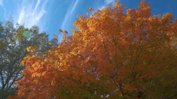 晴れた日には秋の森の中でカラフルなキャノピーと緑豊かな森 秋の野生自然景観 — ストック動画