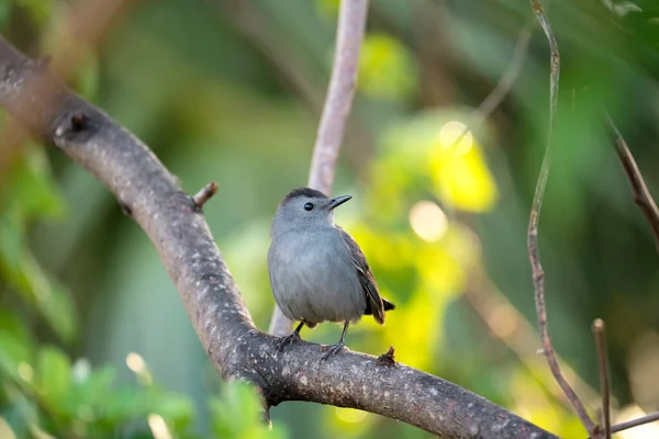 夏のフロリダの低木の木の枝に落ちた灰色の鳥 — ストック写真
