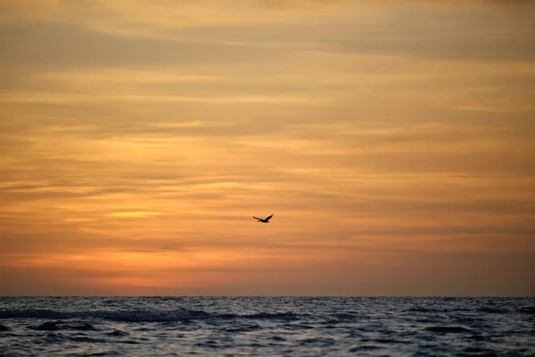 Pelican Bird Flying Dramatic Red Ocean Waves Sunset Soft Evening — Φωτογραφία Αρχείου