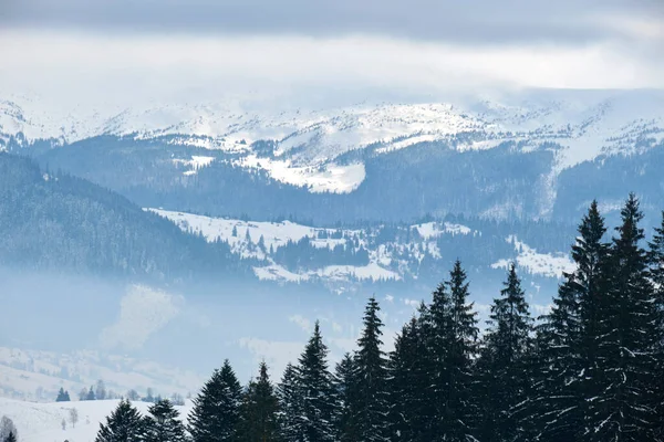 Зимний Пейзаж Темными Распылёнными Деревьями Заснеженных Лесов Холодных Горах — стоковое фото