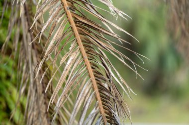 Florida 'nın arka bahçesinde kurumuş ölü palmiye ağacı.