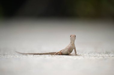 Makro, yaz güneşinde ısınan kertenkeleye yakın çekim. Anolis sagrei, Florida 'da yaşayan küçük bir sürüngen..