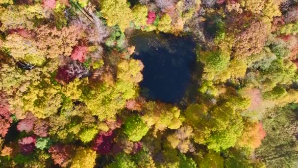 Vista Aérea Pequeño Lago Exuberante Bosque Con Coloridos Toldos Bosques — Vídeos de Stock