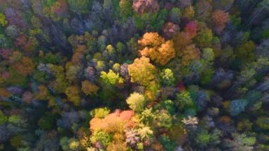 Sonbahar ormanlarında güneşli bir günde sarı ve turuncu tenteli olan renkli ormanın manzarası. Sonbaharda vahşi doğanın manzarası.