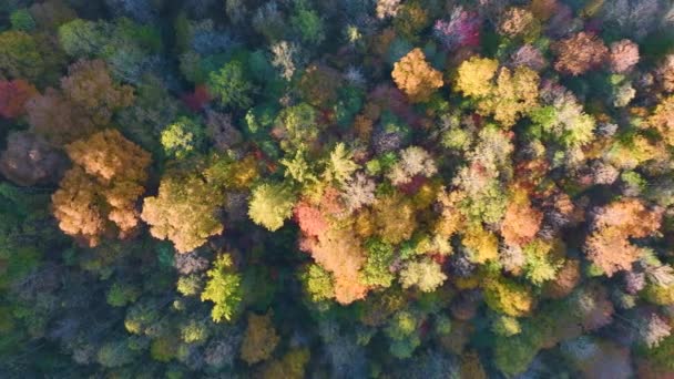 Güneşli Bir Günde Sonbahar Ormanlarında Renkli Tepe Örtüleri Olan Yemyeşil — Stok video