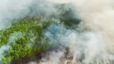 Orman yangınından yükselen beyaz dumanların hava manzarası atmosferi kirletiyor. Doğal afet kavramı.