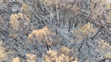 Yıkılmış orman zemini kül tabakasıyla kaplanmış ve yangından sonra yanmış ölü bitki örtüsü. Doğal afet kavramı.