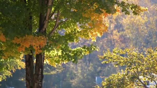 Saftiger Wald Mit Bunten Kronen Herbstwald Sonnigen Tagen Landschaft Der — Stockvideo