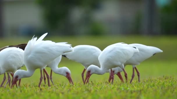 白色的野鸟 也被称为大羚羊或鲱鱼 在镇上公园的草地上散步和觅食 — 图库视频影像