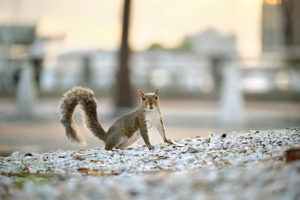 Beautiful Wild Gray Squirrel Summer Town Park — Stockfoto