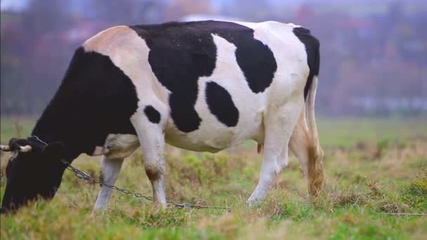 Kráva Pasoucí Louce Zelenou Trávou Slunečného Dne — Stock video