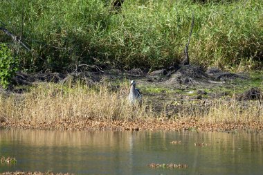 Yazın Florida sulak arazisinde beyaz büyük balıkçıl kuşu avı.